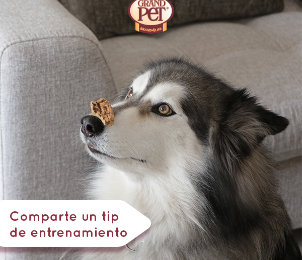 Agenda-20-GrandPet-FB-martes-600x518